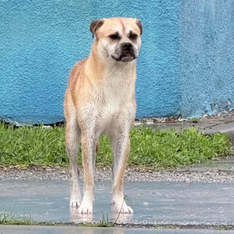 Bernardo