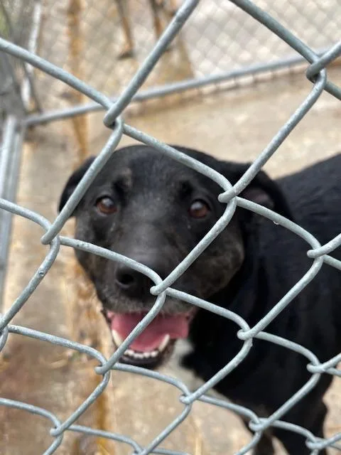 A young medium-sized female Labrador Retriever dog named Ellie Mae for adoption in Princeton, IN