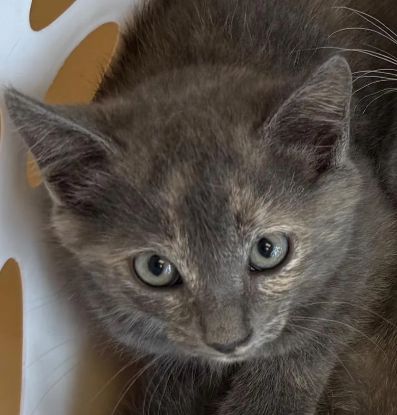 A baby small-sized female Domestic Short Hair cat named Bumble for adoption in Belton, TX