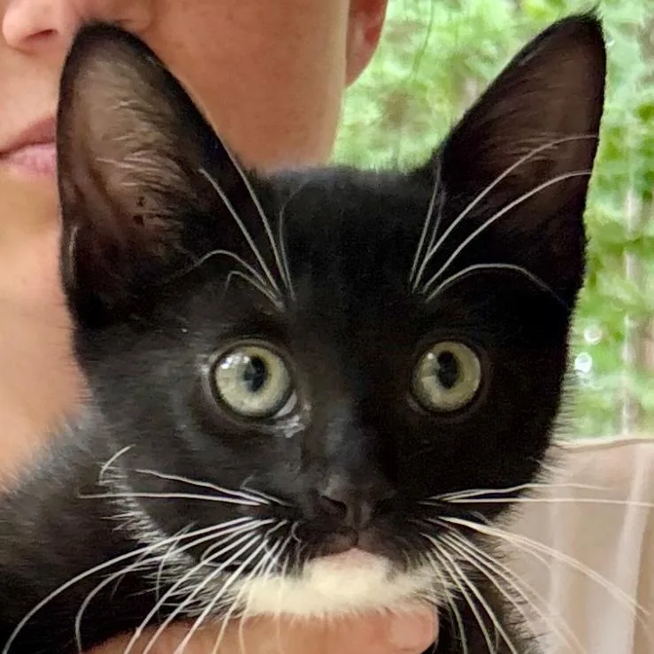 A baby medium-sized male Black & White / Tuxedo Domestic Short Hair cat named Shadow for adoption in Gastonia, NC