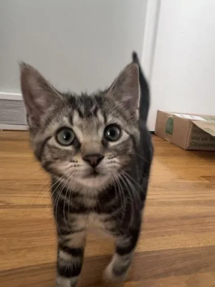 A baby medium-sized male Domestic Short Hair cat named Nutmeg for adoption in Elmira, NY