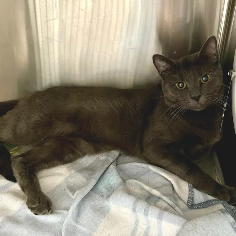 An adult large-sized male Domestic Short Hair cat named Stark for adoption in Cumming, GA