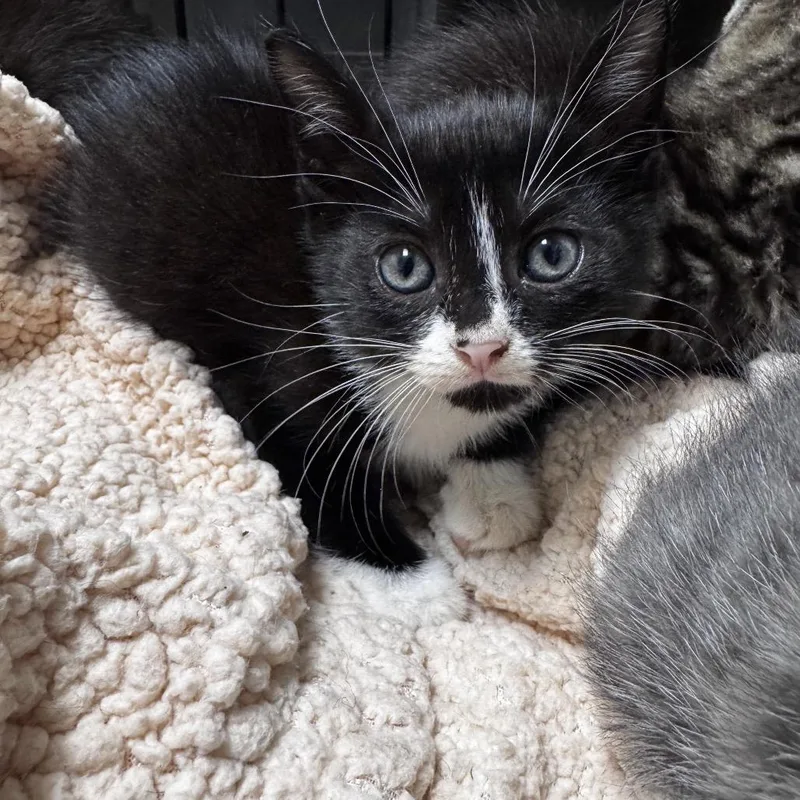 A baby medium-sized female Black & White / Tuxedo Domestic Short Hair cat named Boa for adoption in Evanston, IL