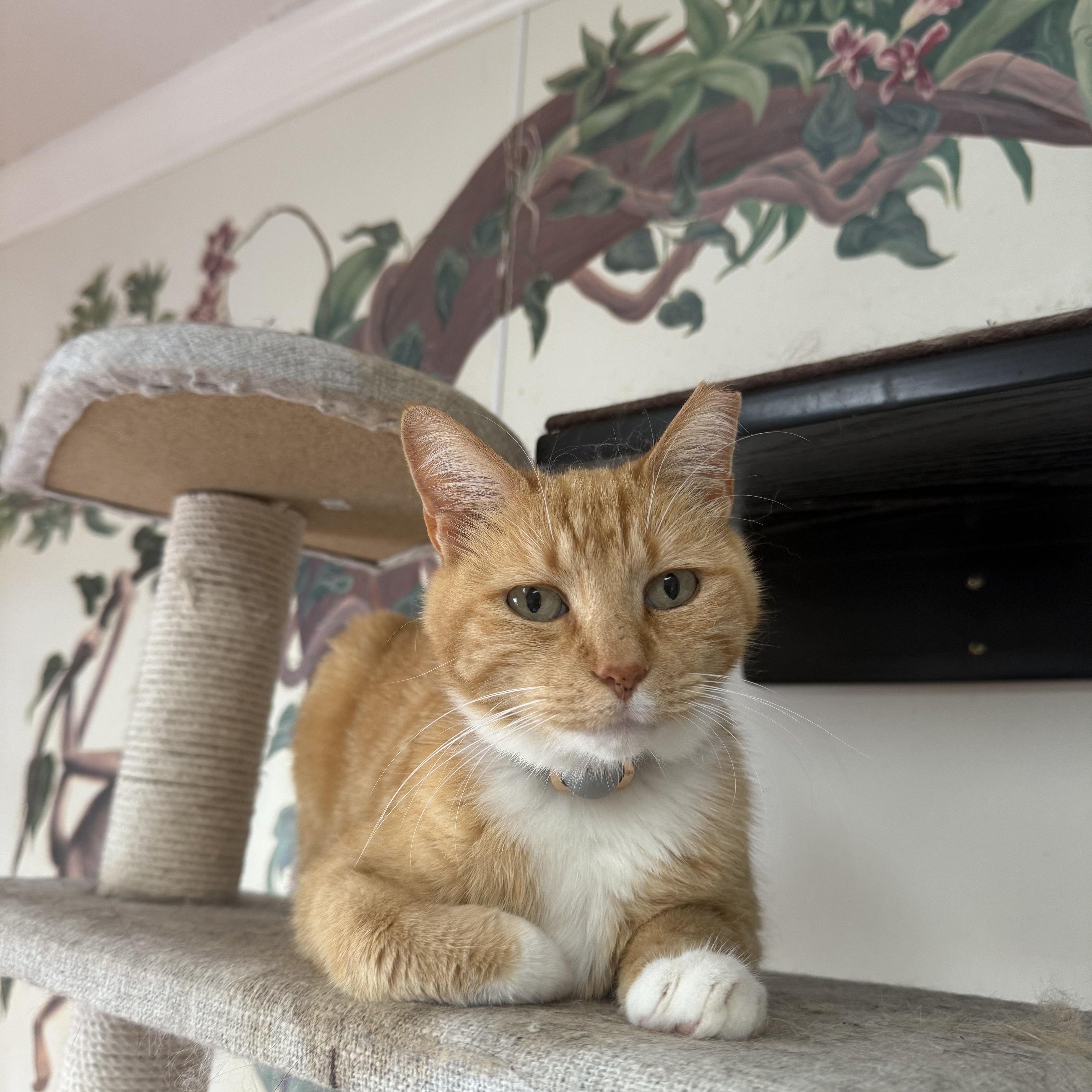 A senior medium-sized male Orange & White Domestic Short Hair cat named Little Buddy for adoption in Hendersonville, TN