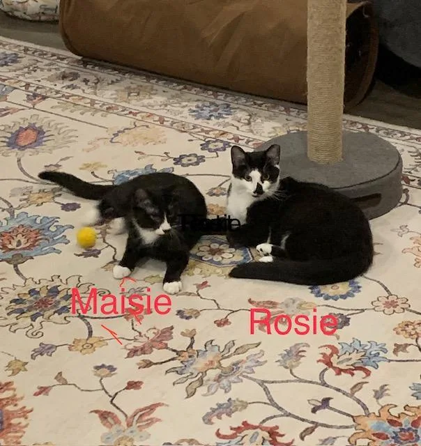 Rosie R. Courtesy Listing thumbnail 2