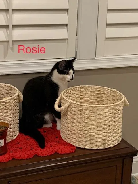 Rosie R. Courtesy Listing thumbnail 3