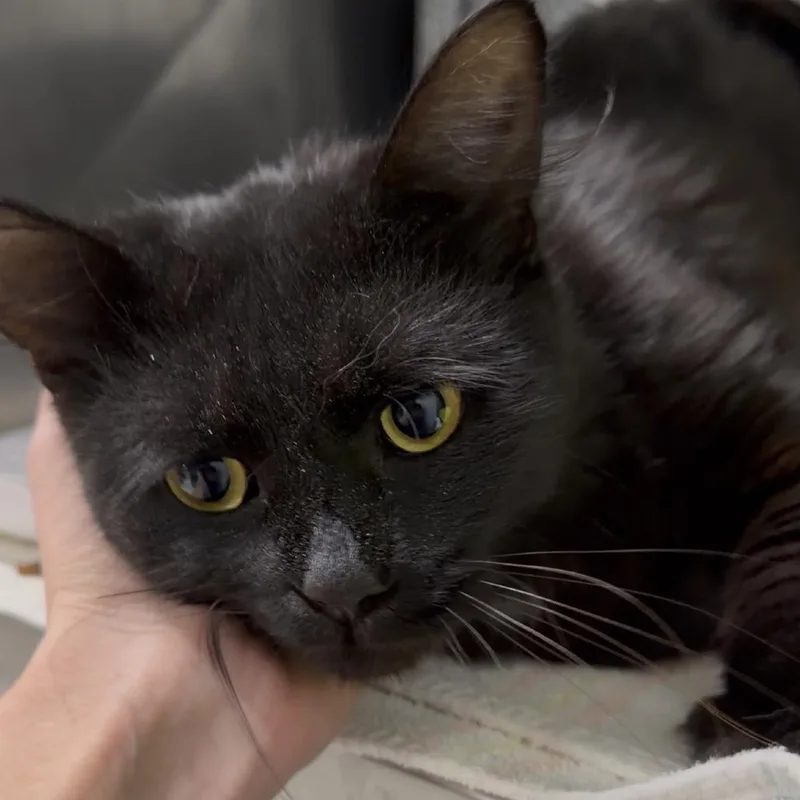 An adult medium-sized male Domestic Short Hair cat named Osirus @ Dorchester Rd. for adoption in Summerville, SC