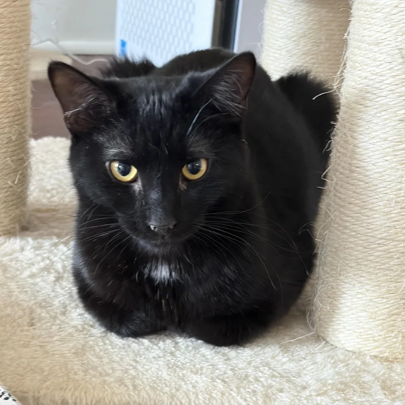 A young medium-sized male Black Domestic Short Hair cat named Sirius for adoption in Greensburg, PA