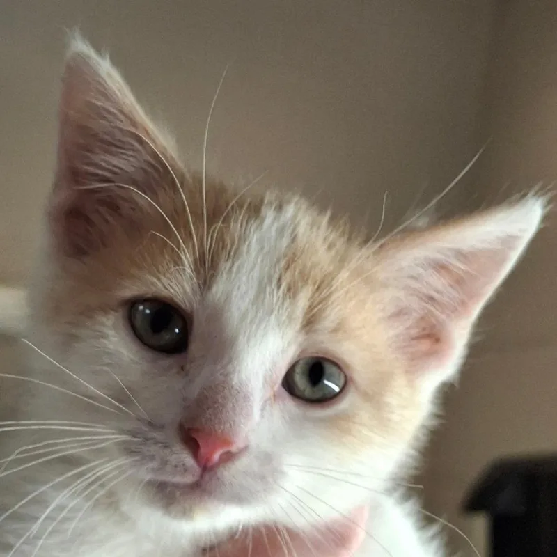 A baby small-sized male Buff / Tan / Fawn Domestic Short Hair cat named Mickey for adoption in Zanesville, OH
