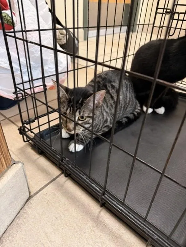 A young small-sized female Domestic Short Hair cat named Ivy for adoption in Virginia Beach, VA