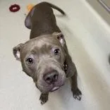 A young medium-sized male Brown / Chocolate Terrier dog named Leaf for adoption in Dodgeville, WI