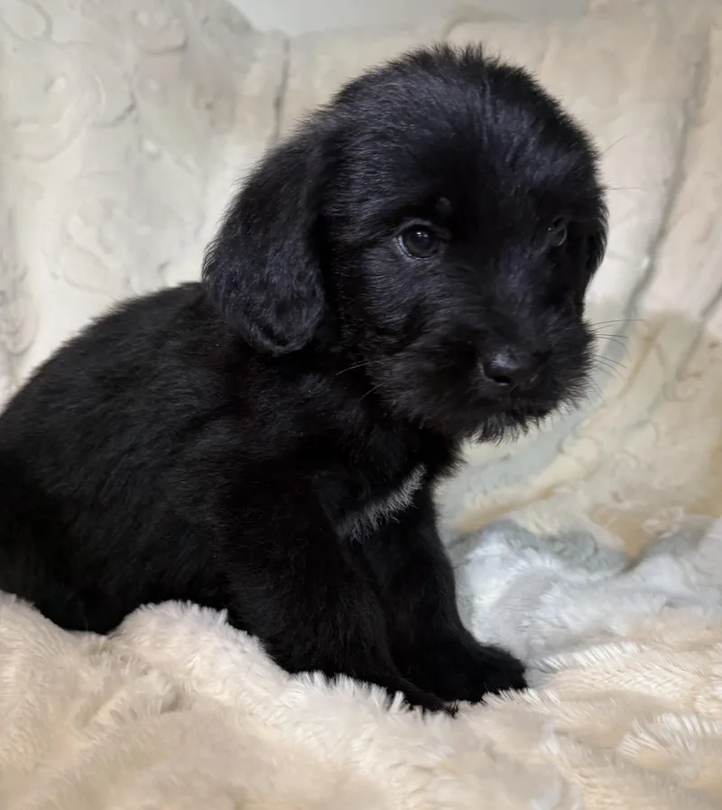 A baby large-sized male Black Labradoodle dog named Frankie for adoption in Iron Ridge, WI