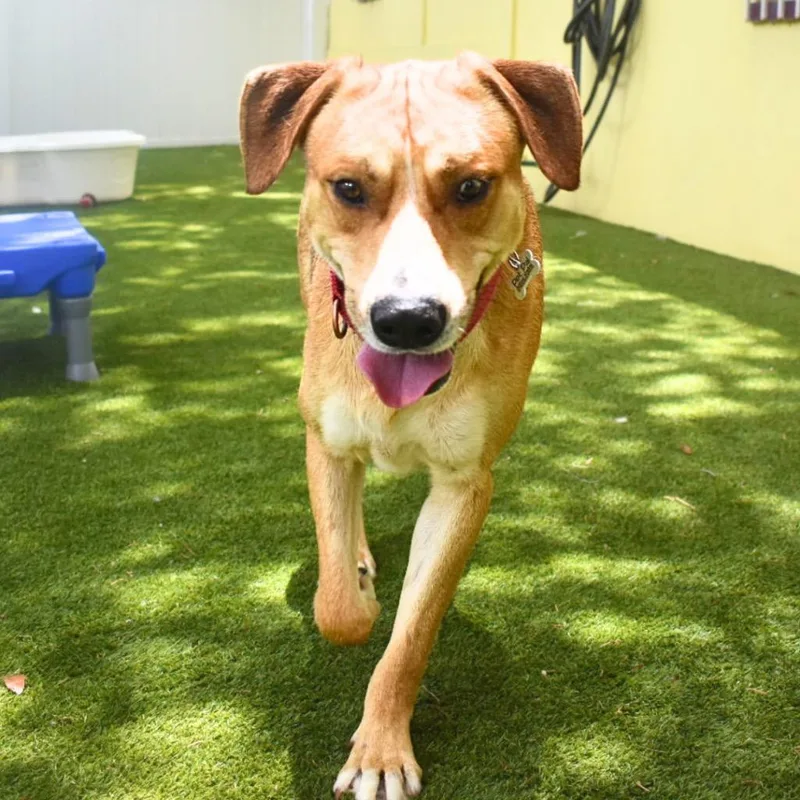 A young medium-sized male Mixed Breed dog named Vaughn for adoption in Saint Petersburg, FL