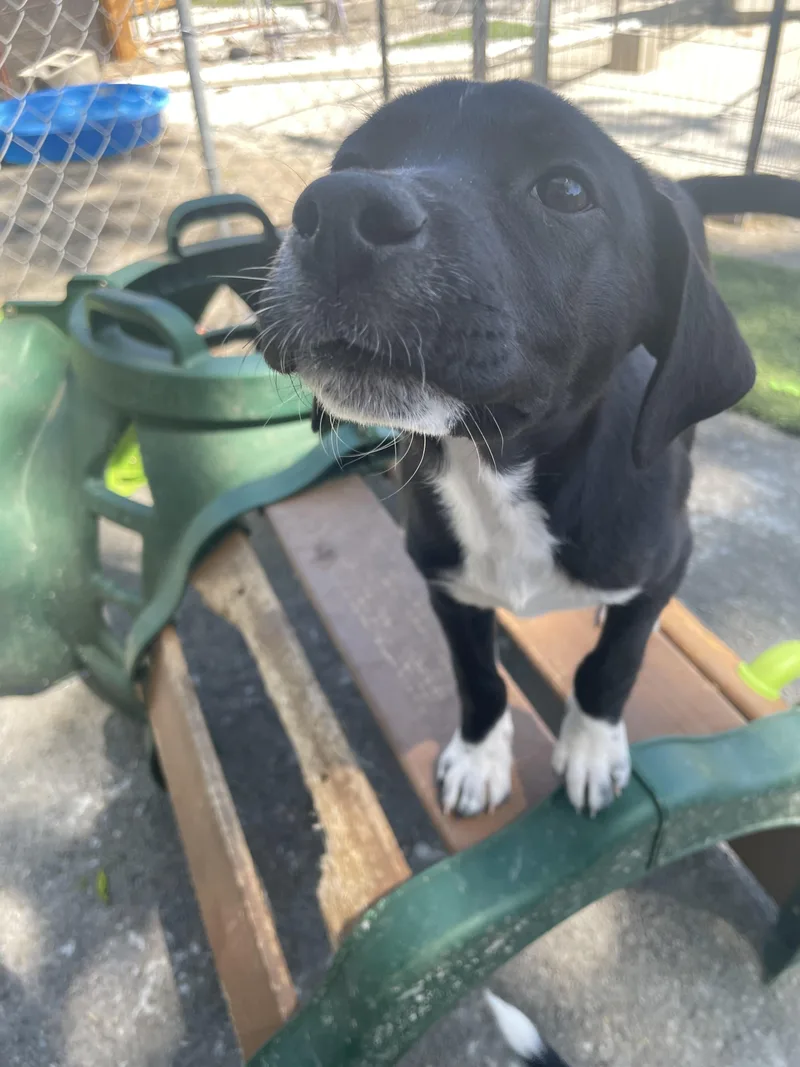 A baby medium-sized female Border Collie dog named Suzy for adoption in Tracy City , TN