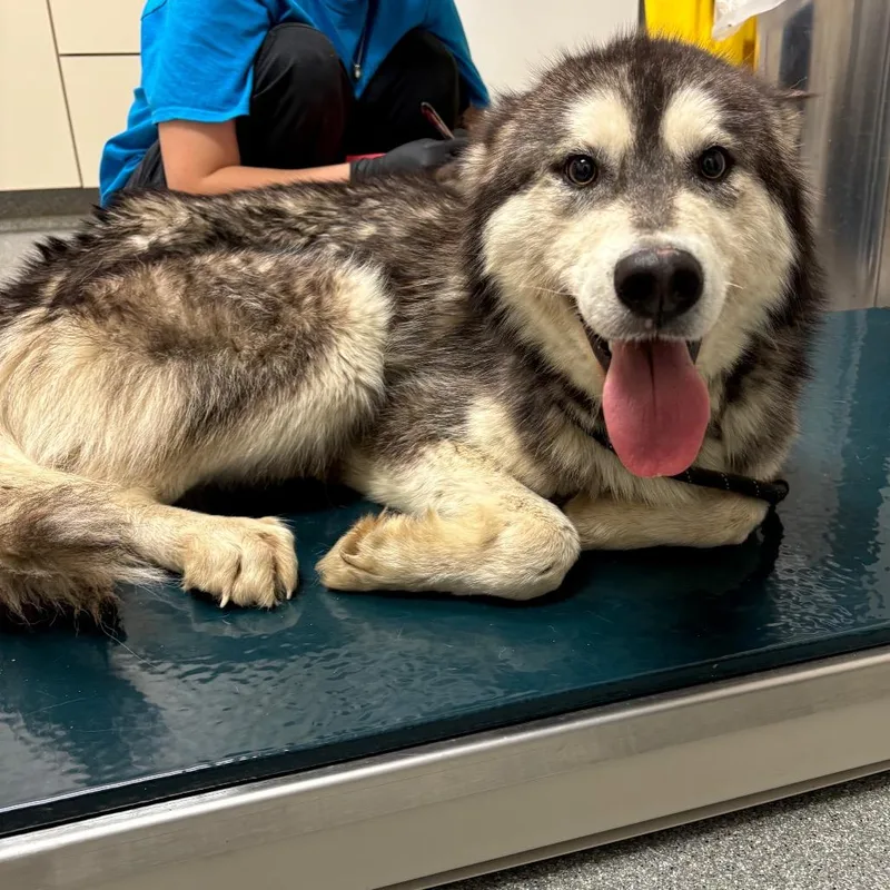 An adult large-sized male Gray / Blue / Silver Mixed Breed dog named Pumba for adoption in Batavia, OH