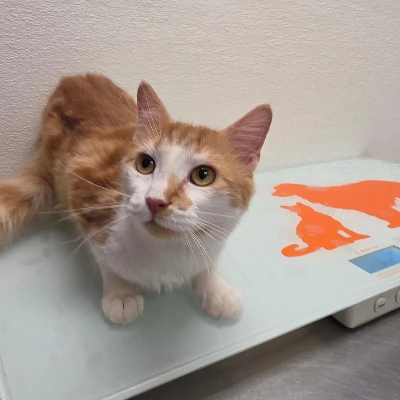 A young medium-sized female Orange / Red Domestic Short Hair cat named Stray Hold Foxtrot for adoption in Albuquerque, NM