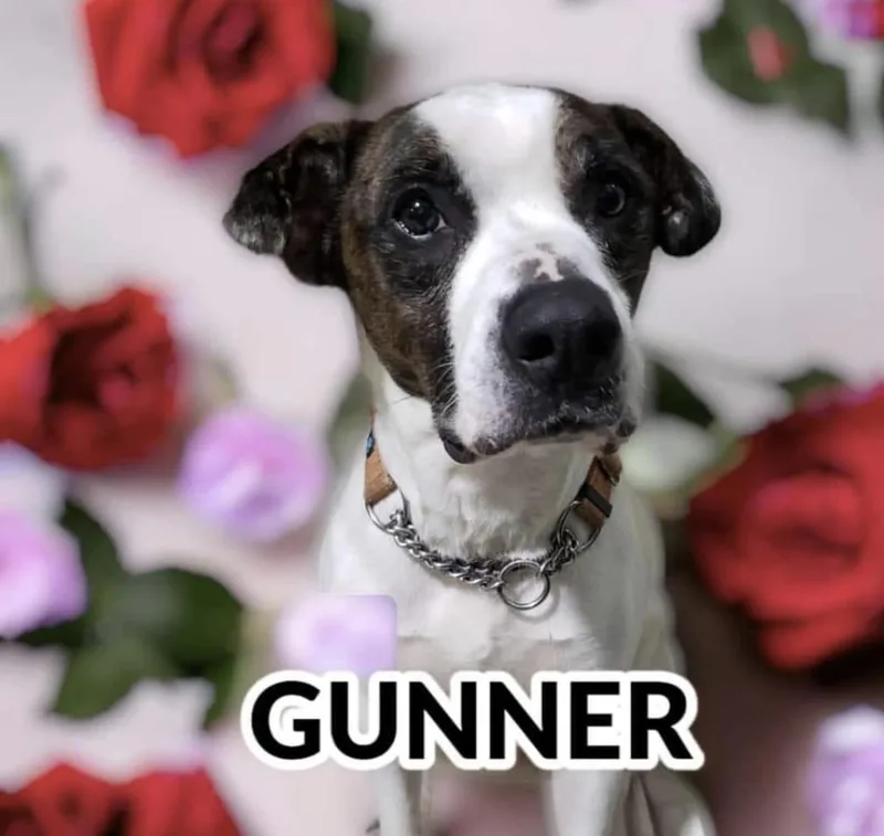 Gunner