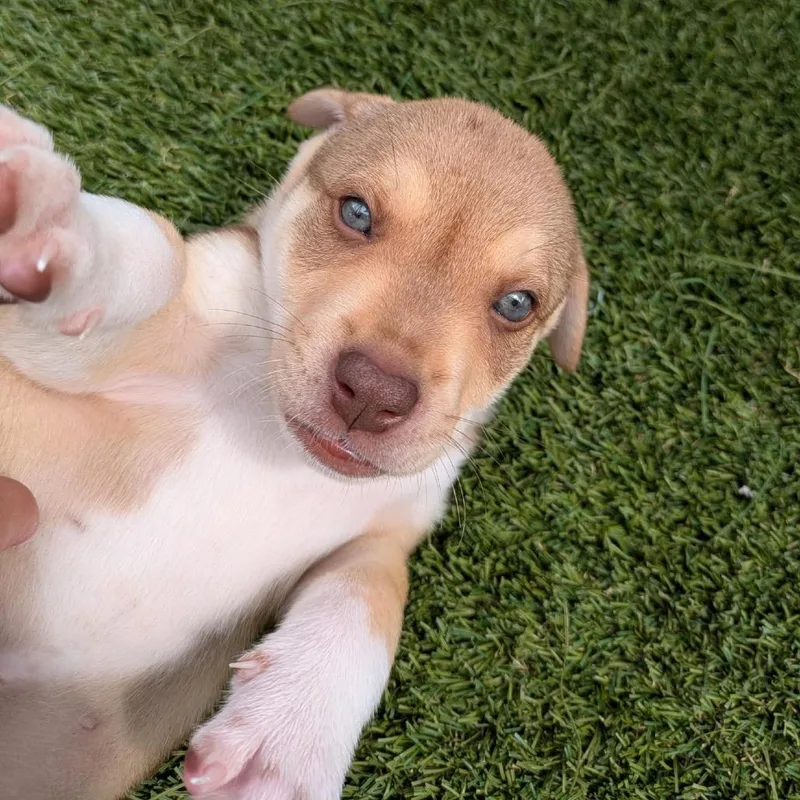 A baby medium-sized female White / Cream Mixed Breed dog named Sky for adoption in LOXAHATCHEE, FL