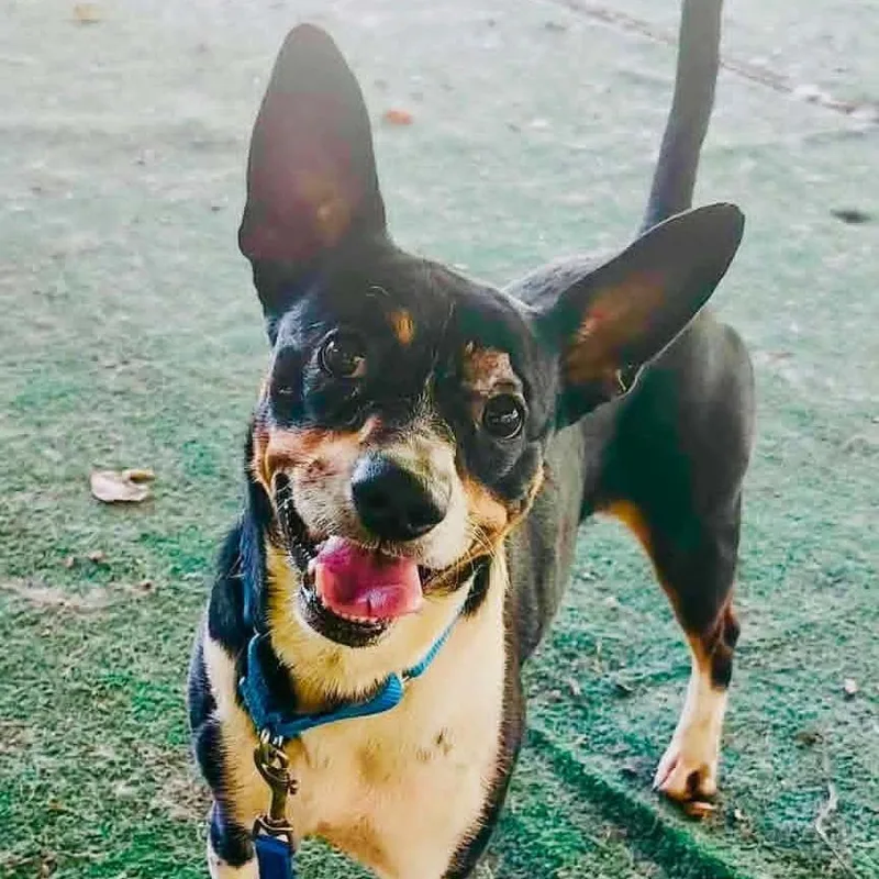 Homer