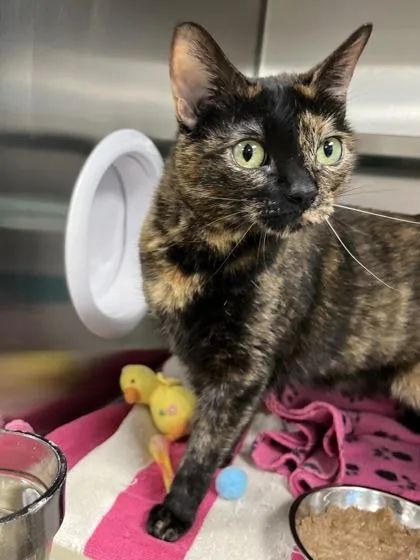 An adult medium-sized female Domestic Short Hair cat named Cocoa for adoption in Memphis, TN