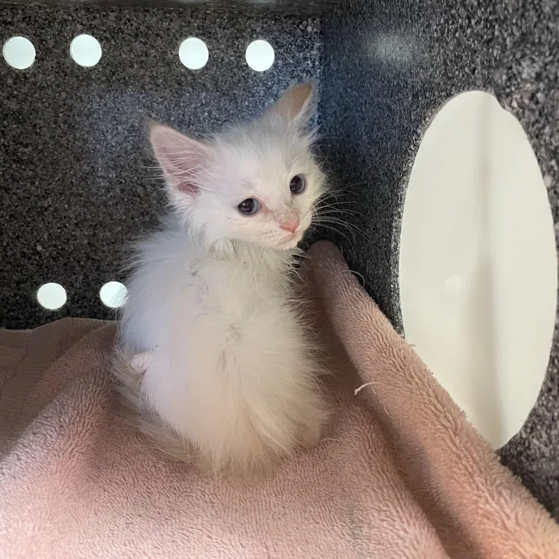 A baby small-sized male Flame Point Domestic Medium Hair cat named Oliver for adoption in Pasadena, CA