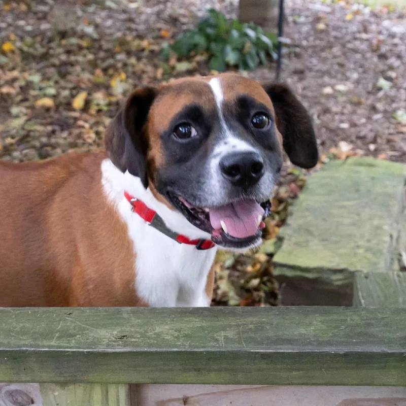 An adult medium-sized male Boxer dog named Boscoe for adoption in McKean, PA