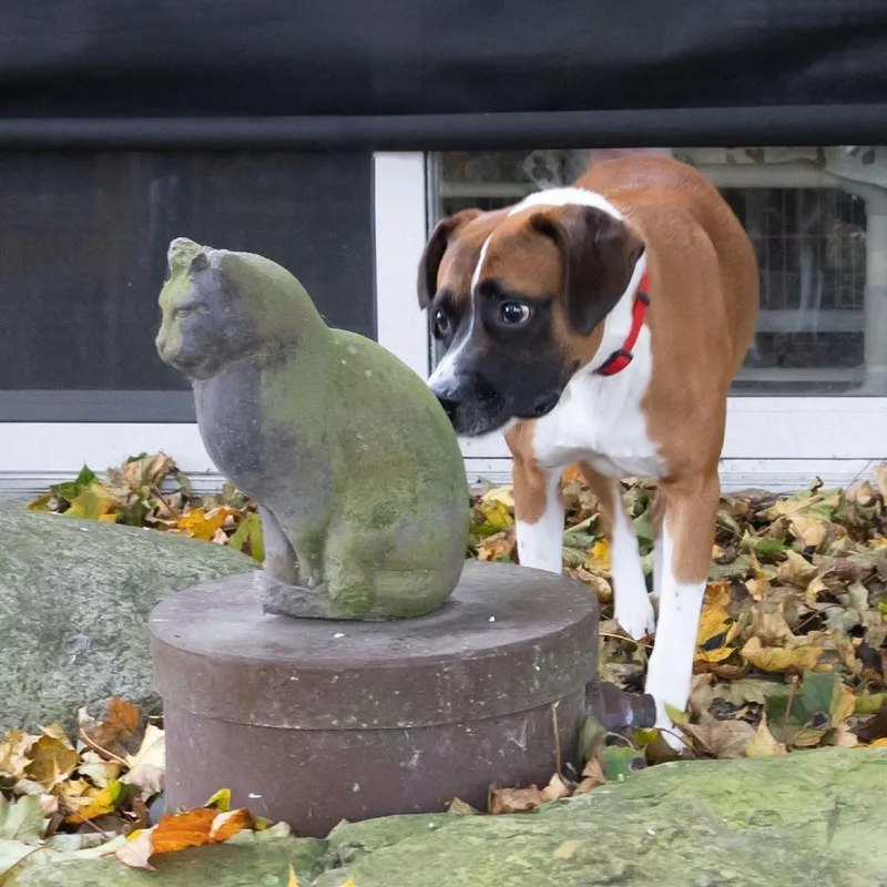 Boscoe thumbnail 4