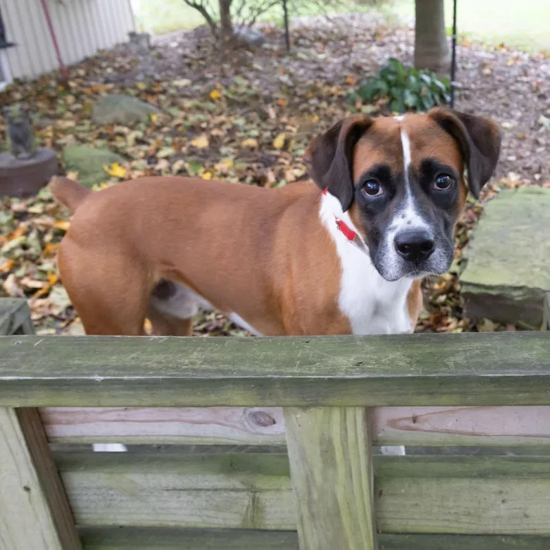 Boscoe thumbnail 5