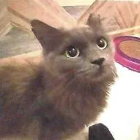 An adult medium-sized female Domestic Long Hair cat named Arabella for adoption in Lakewood, CO