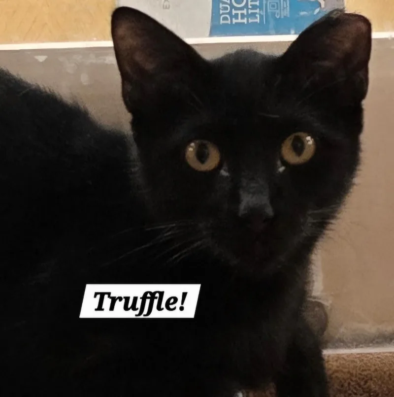 A baby small-sized male Bombay cat named Truffle for adoption in San Antonio, TX