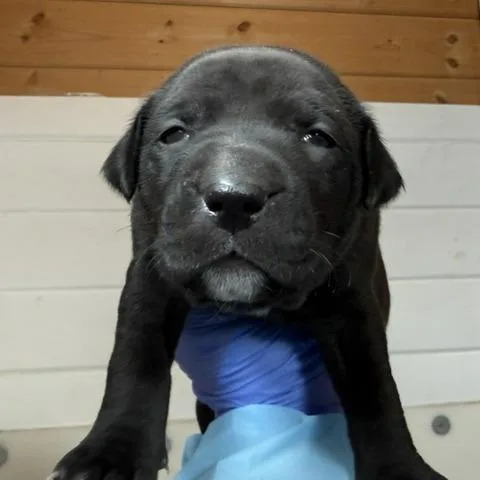 A baby medium-sized female Black Labrador Retriever dog named Ferrari for adoption in Peyton, CO