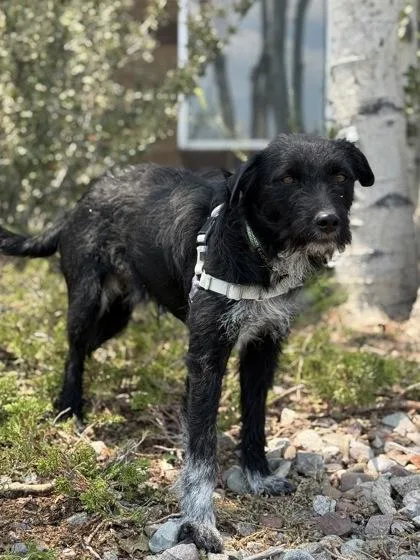 An adult medium-sized male Black Terrier dog named McFlurry for adoption in Eagle, CO
