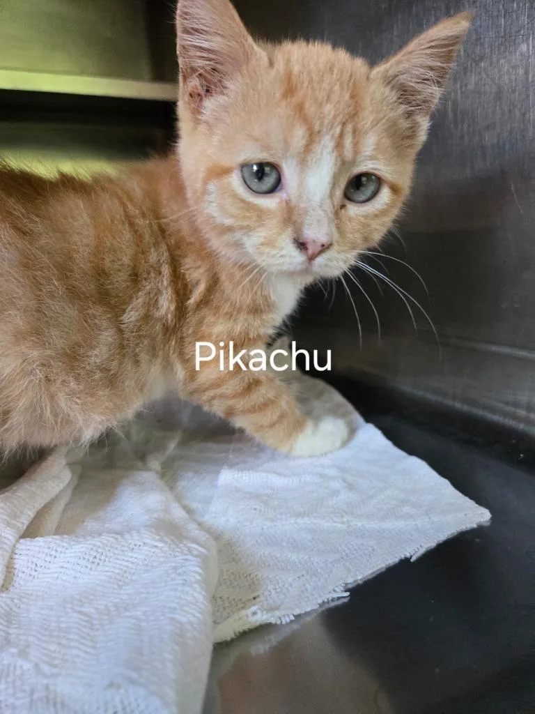A baby small-sized male Domestic Short Hair cat named Pikachu for adoption in Cambridge, MD