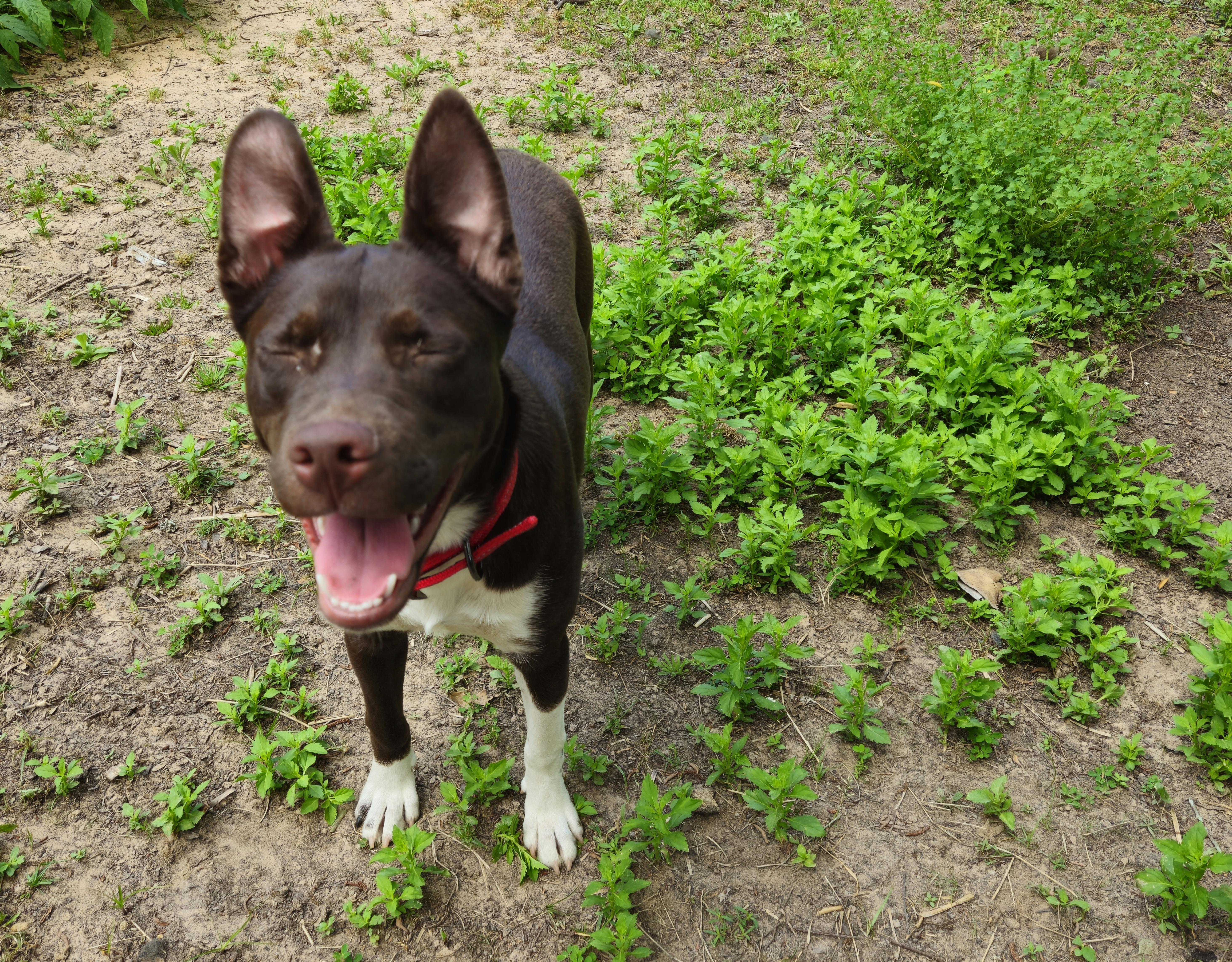 Piper  Co thumbnail 4