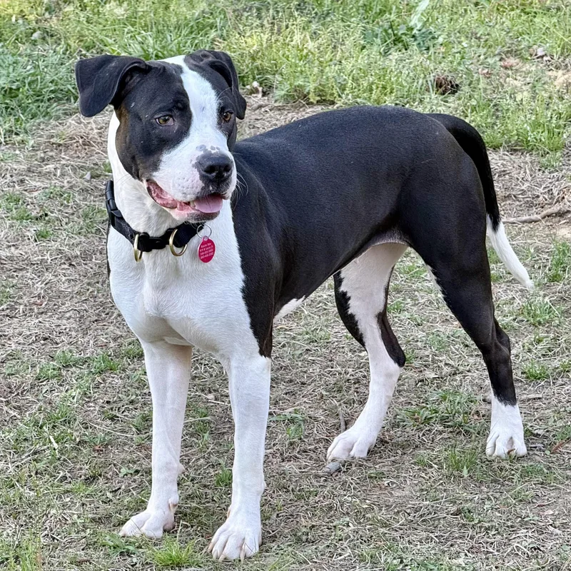 An adult medium-sized female Black Pit Bull Terrier dog named Laney for adoption in Columbia, SC