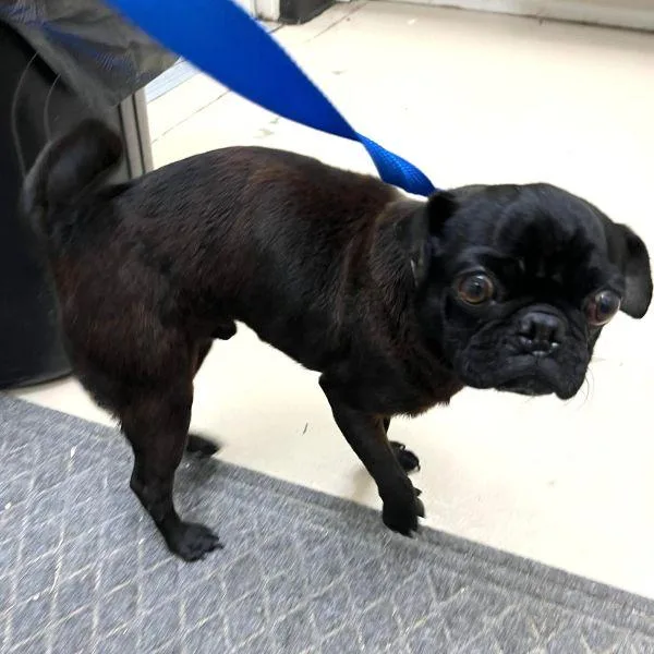An adult small-sized male Black Pug dog named Jeremy for adoption in Alvin, TX