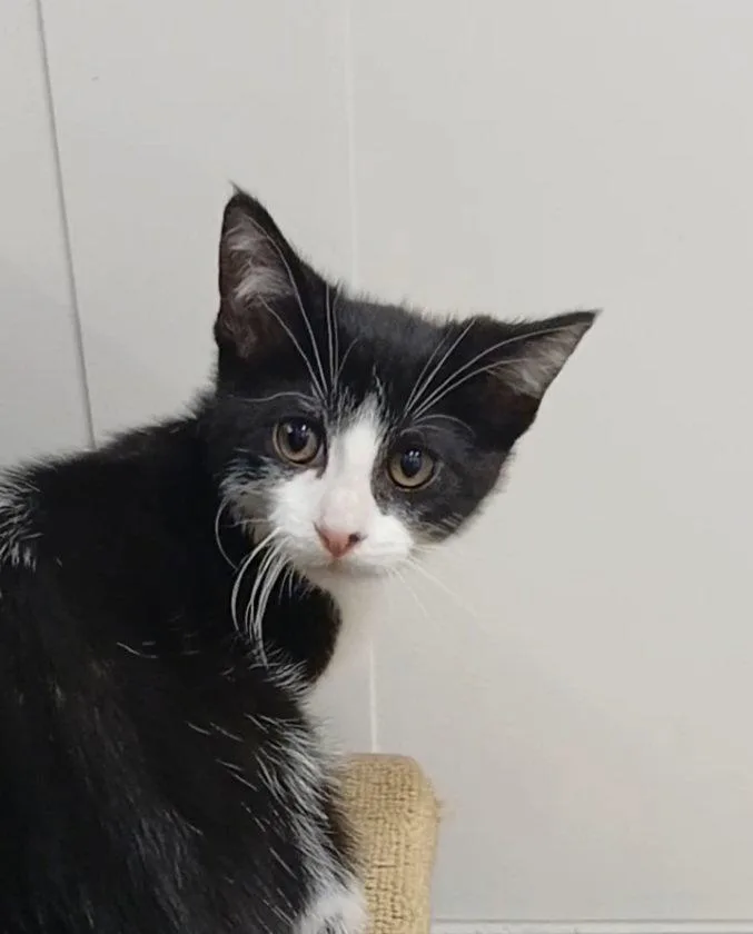 A baby medium-sized male Black & White / Tuxedo Domestic Short Hair cat named Nate Catt for adoption in Bay City, MI