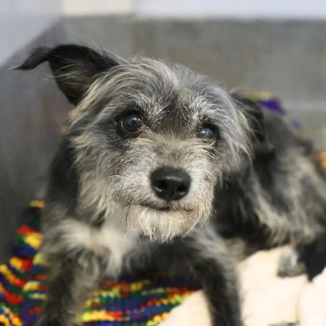 A young medium-sized female Terrier dog named Gertrude for adoption in San Antonio, TX