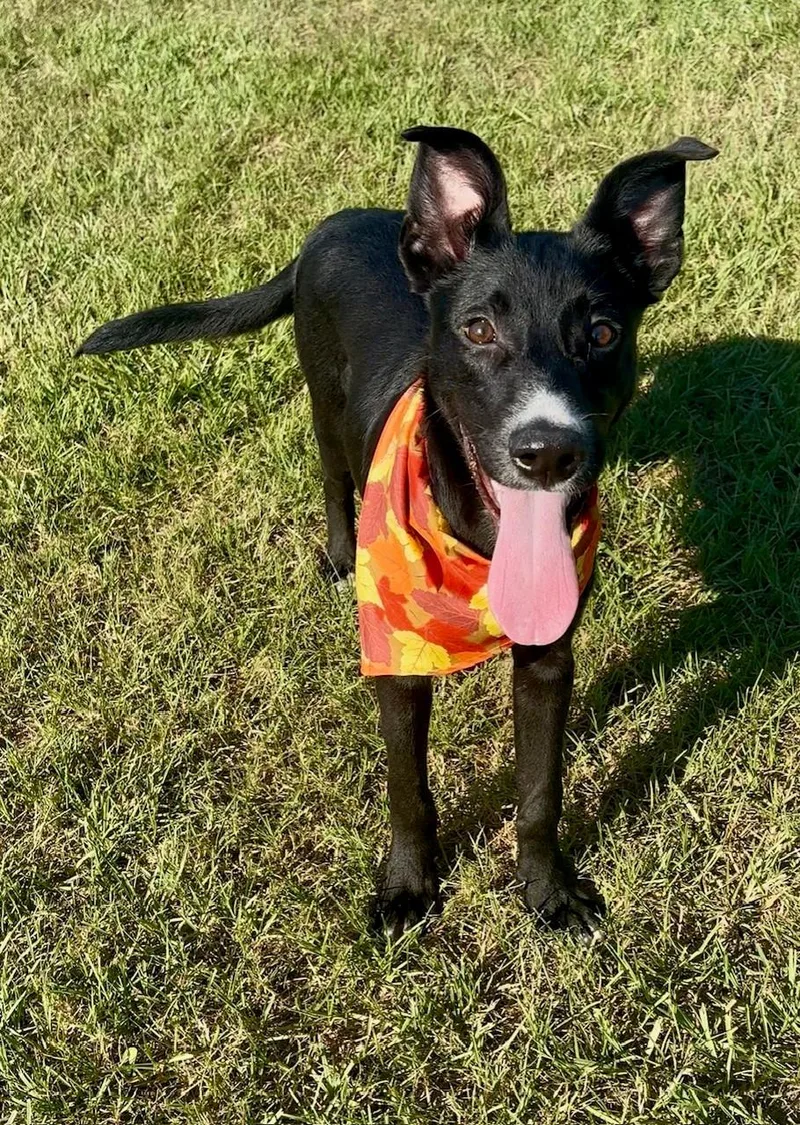 A young small-sized male Labrador Retriever dog named Athos for adoption in Conroe, TX