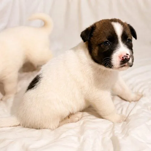 A baby small-sized male Tricolor (Brown, Black, & White) Smooth Collie dog named Knight for adoption in Lathrop, CA