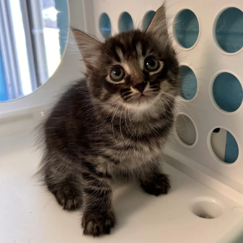 A baby small-sized male Domestic Medium Hair cat named Fruit for adoption in Roxboro, NC