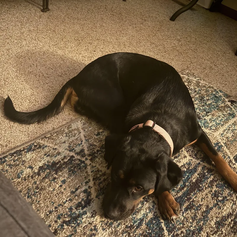 A young large-sized female Coonhound dog named Zoe for adoption in Seward, NE