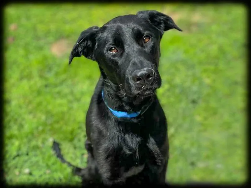 An adult large-sized male Mixed Breed dog named Steven for adoption in Los Angeles, CA