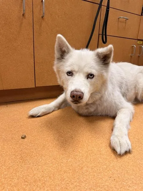 An adult large-sized female Siberian Husky dog named Shauna for adoption in Martinez, CA