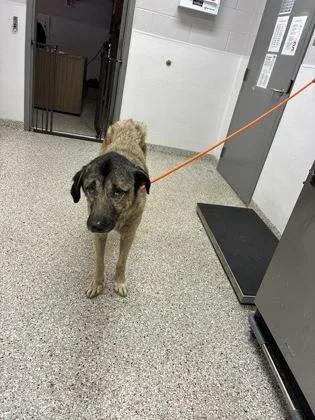 An adult large-sized female German Shepherd Dog dog named Katie for adoption in Gastonia, NC