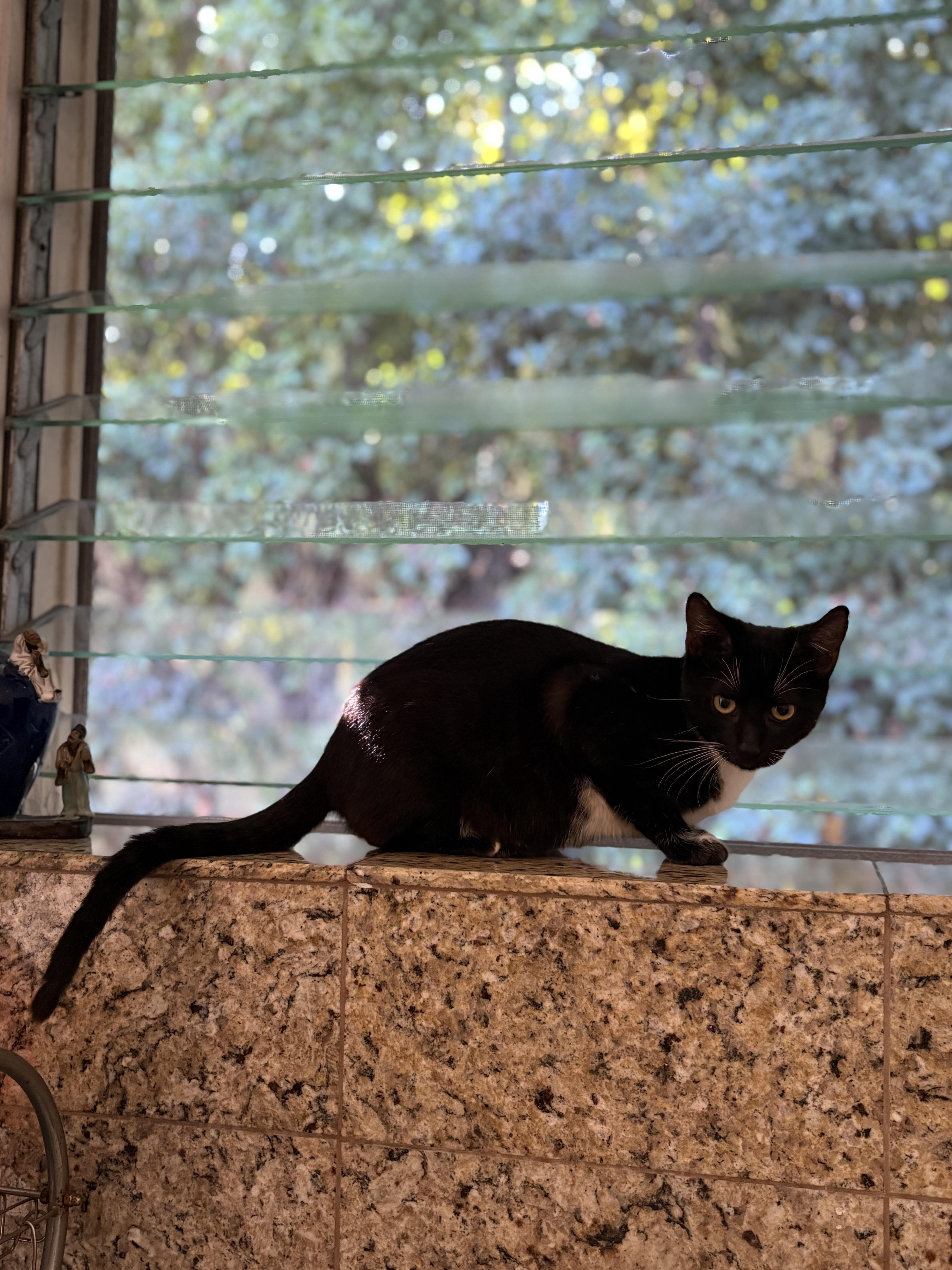A young large-sized female Tuxedo cat named Agnes for adoption in Pacific Palisades, CA