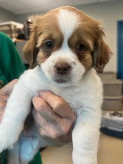 A baby small-sized male White / Cream Cockapoo dog named Buddy for adoption in Manassas, VA