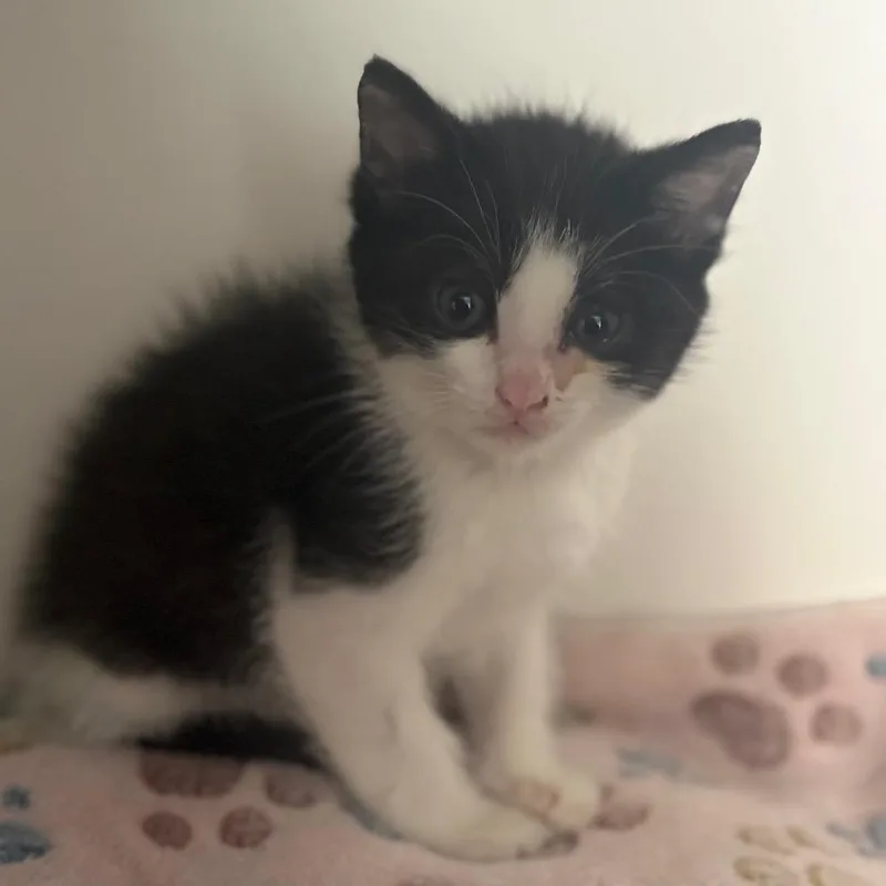 A baby small-sized male Black Domestic Medium Hair cat named Pluto for adoption in San Pablo, CA