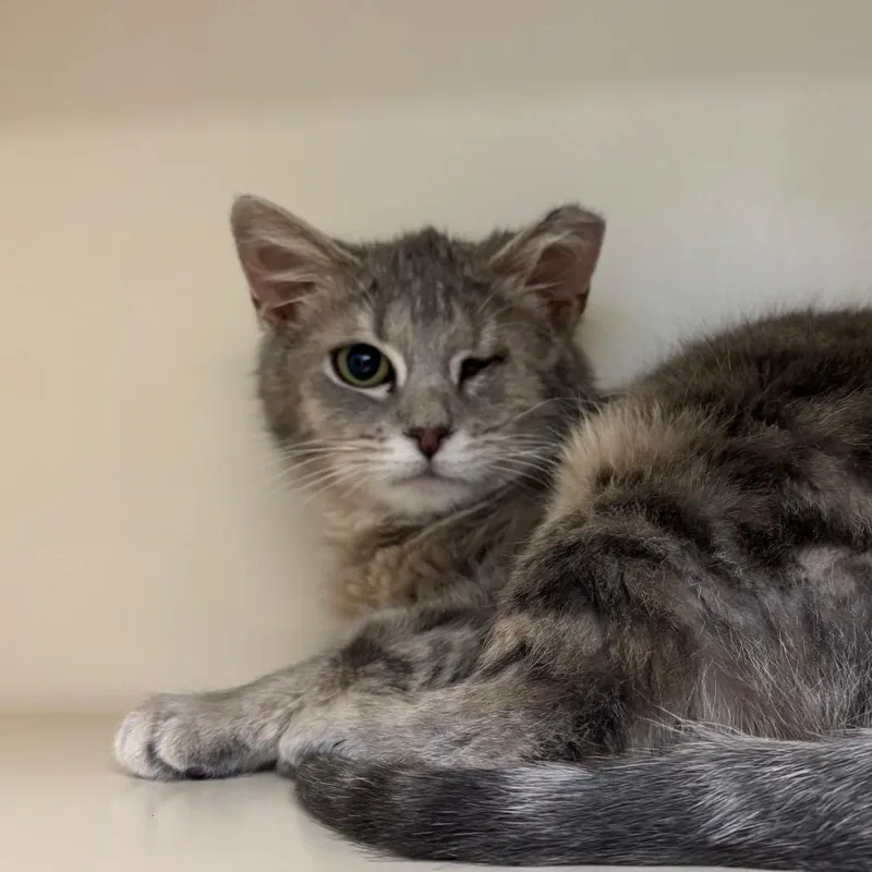 A young small-sized female Gray / Blue / Silver Domestic Short Hair cat named Toast for adoption in Waynesboro, PA