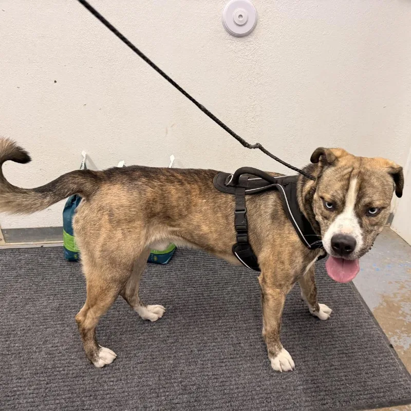 An adult large-sized male Pit Bull Terrier dog named Dunner for adoption in Rangely, CO
